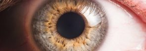 Eye see dead people: Retinal cells transplanted from human CORPSES could restore vision in blind people